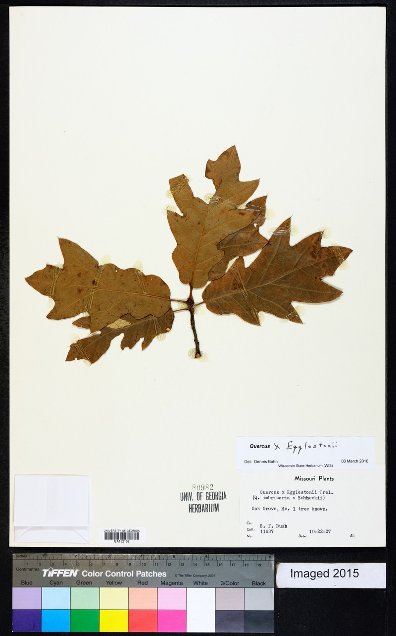 Quercus × egglestonii photo 4