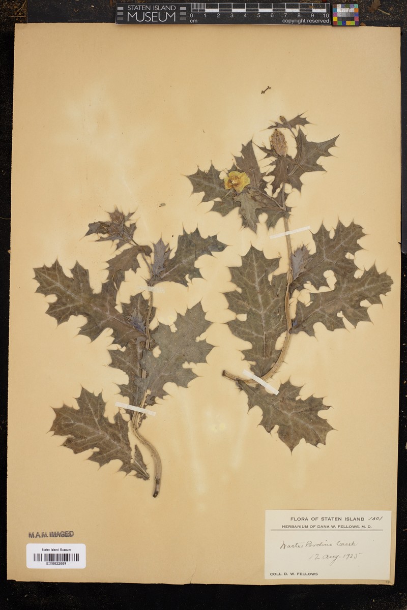 Quercus × egglestonii photo 5