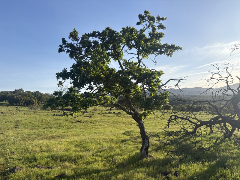 Quercus × eplingii