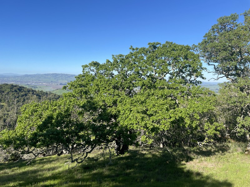 Quercus × eplingii photo 2