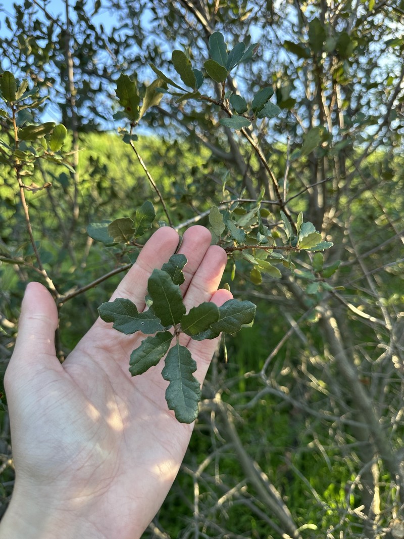 Quercus × ewanii
