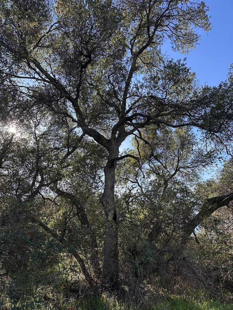 Quercus × ewanii photo 2