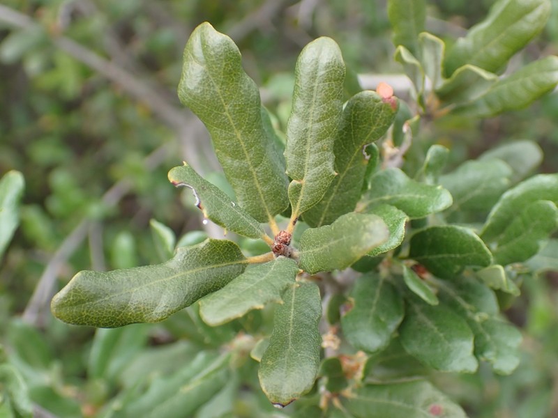 Quercus × ewanii photo 3