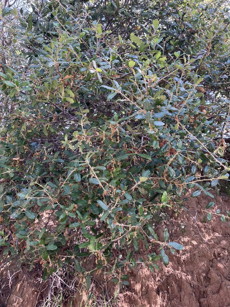 Quercus × ewanii photo 4