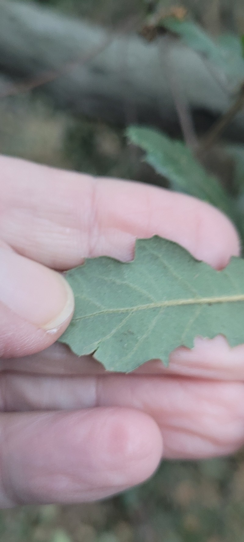 Quercus × ewanii photo 5