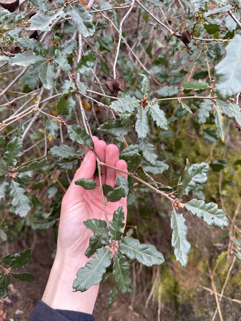 Quercus × ewanii photo 6