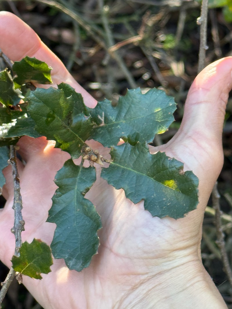 Quercus × ewanii photo 7