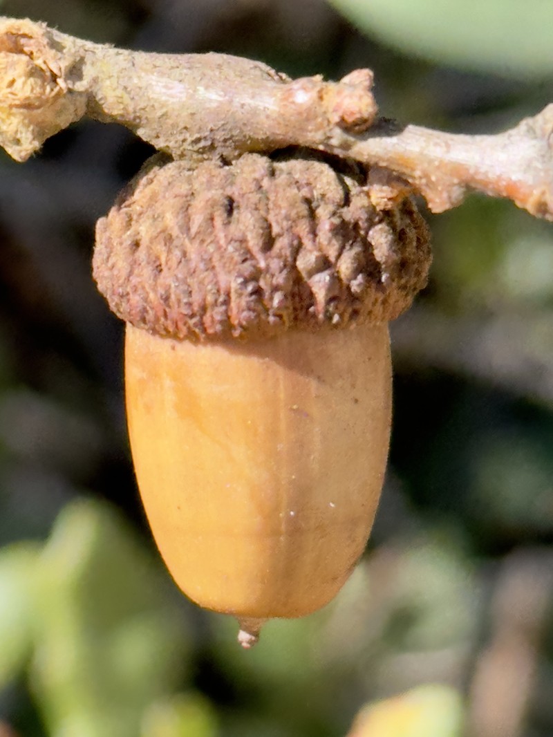 Quercus × ewanii photo 8
