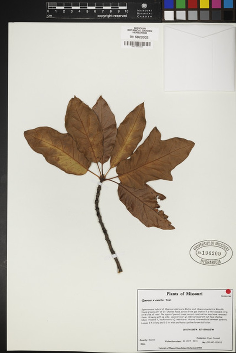 Quercus × exacta