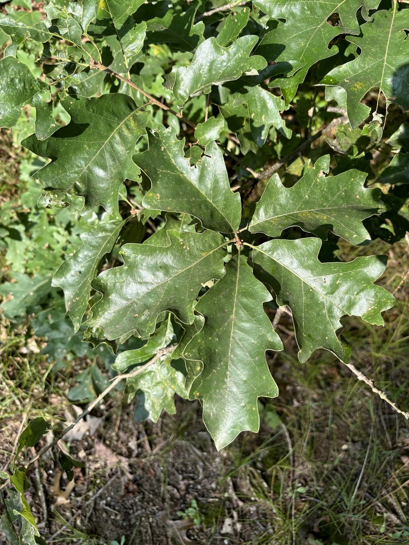 hybrid oak