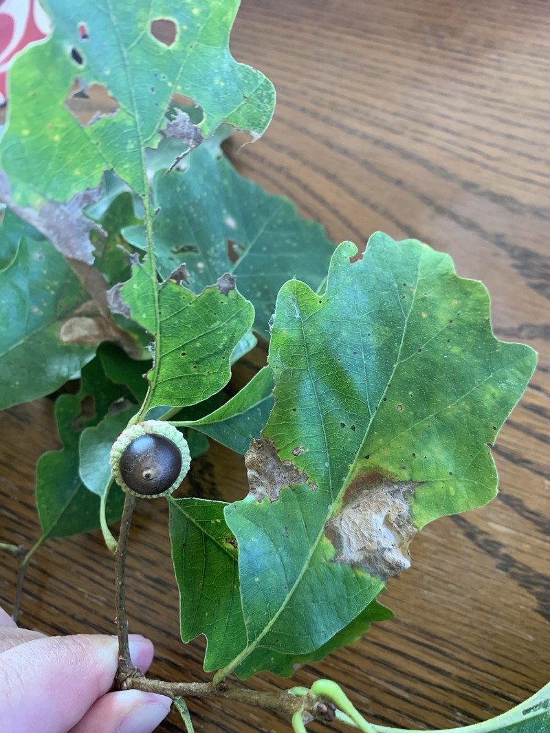 hybrid oak photo 2