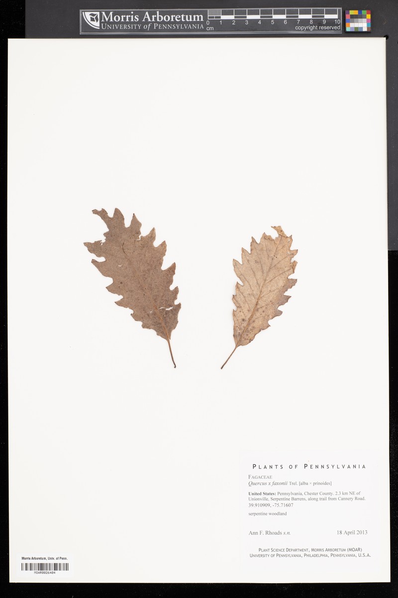 hybrid oak photo 3