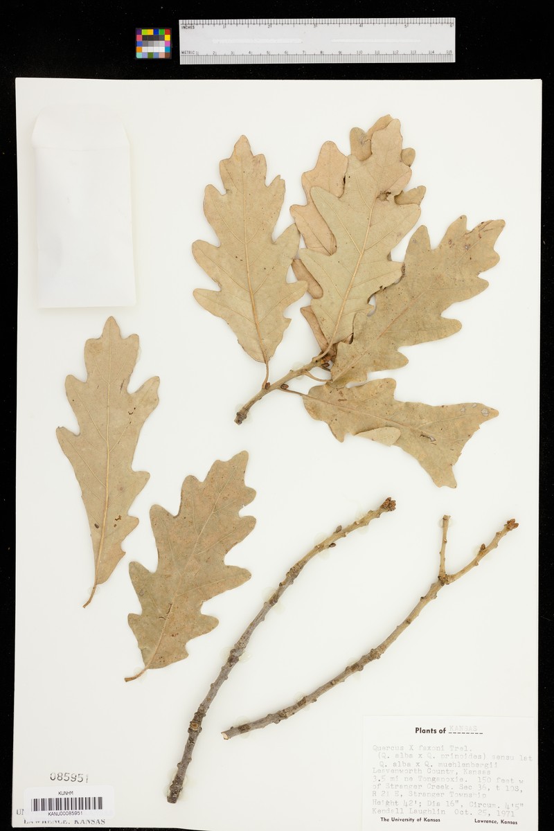 hybrid oak photo 4