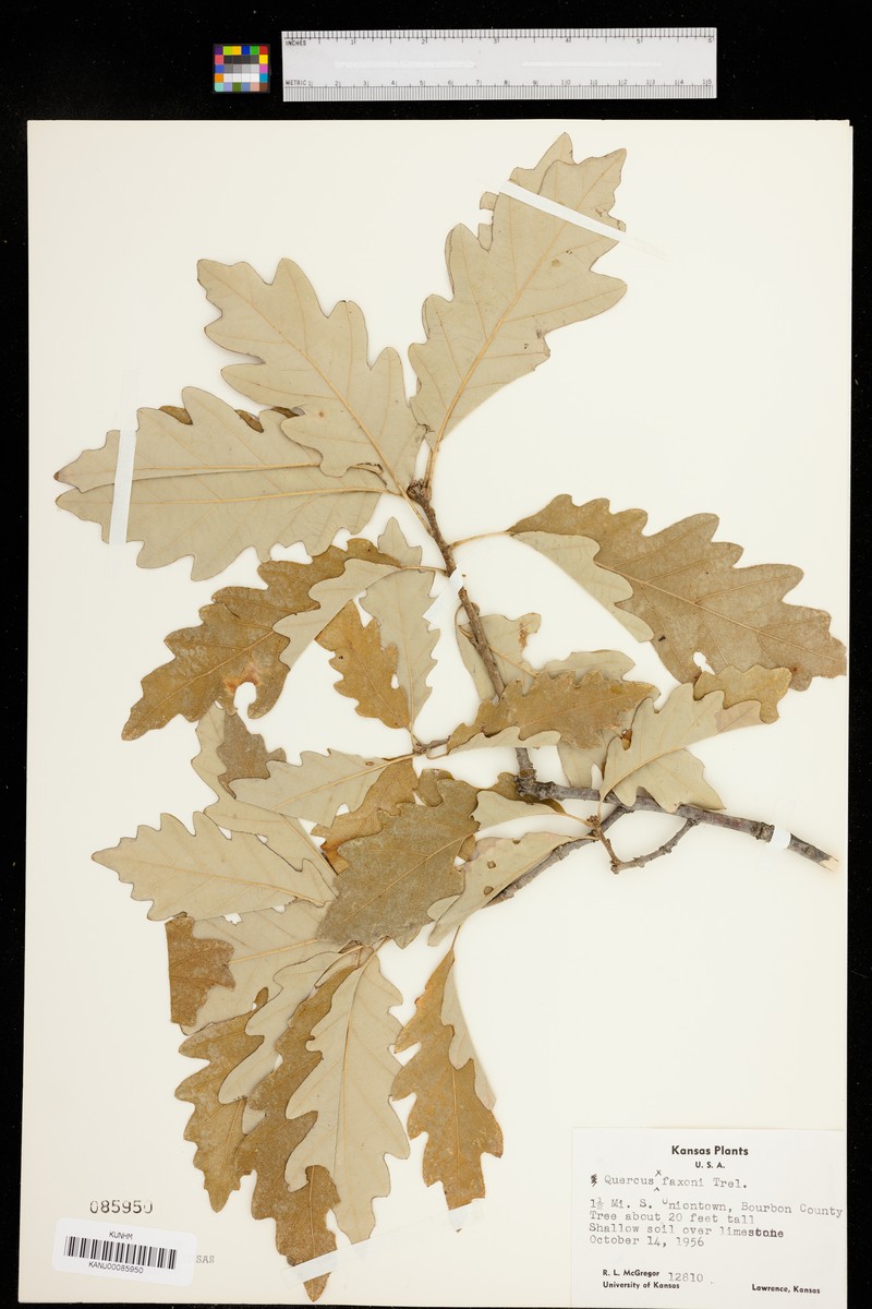 hybrid oak photo 5