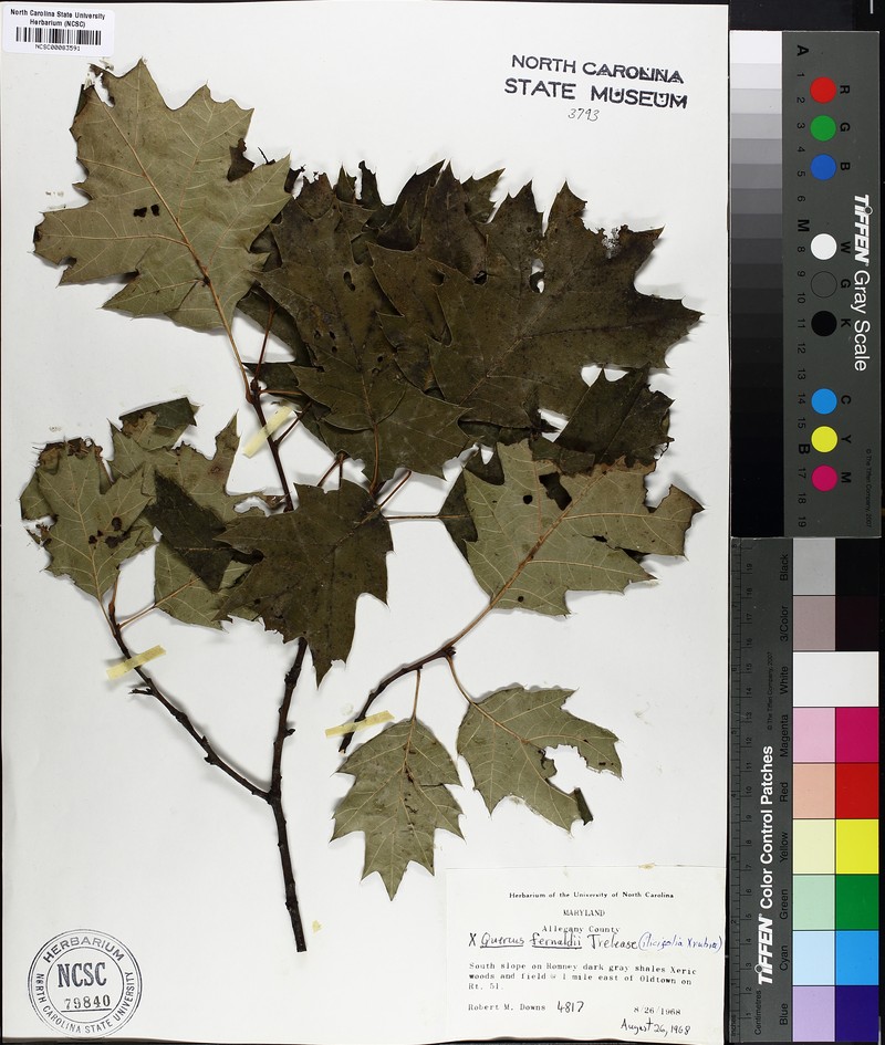 hybrid oak