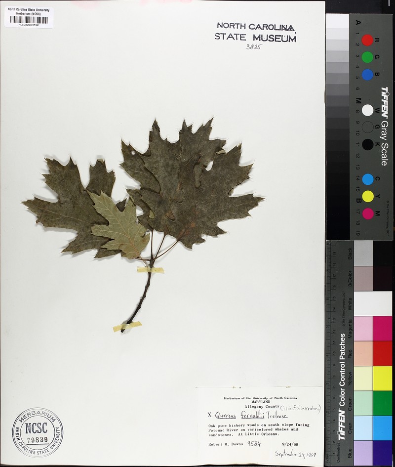 hybrid oak photo 2