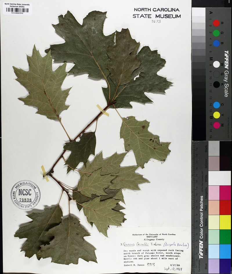 hybrid oak photo 3