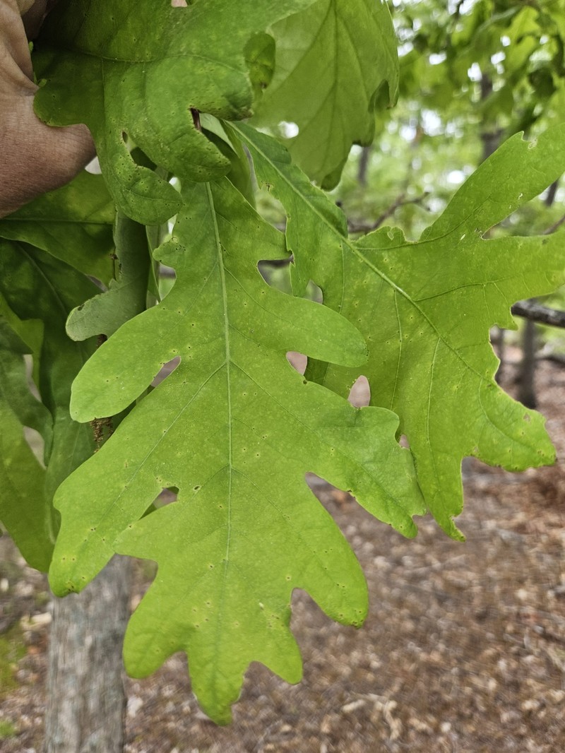 Fernow Oak