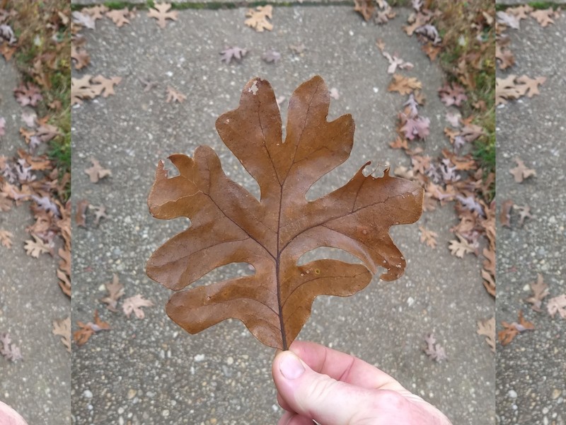 Fernow Oak photo 2