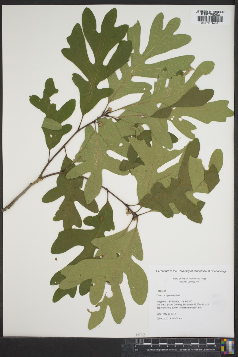 Fernow Oak photo 3