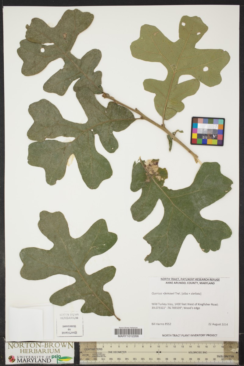 Fernow Oak photo 4