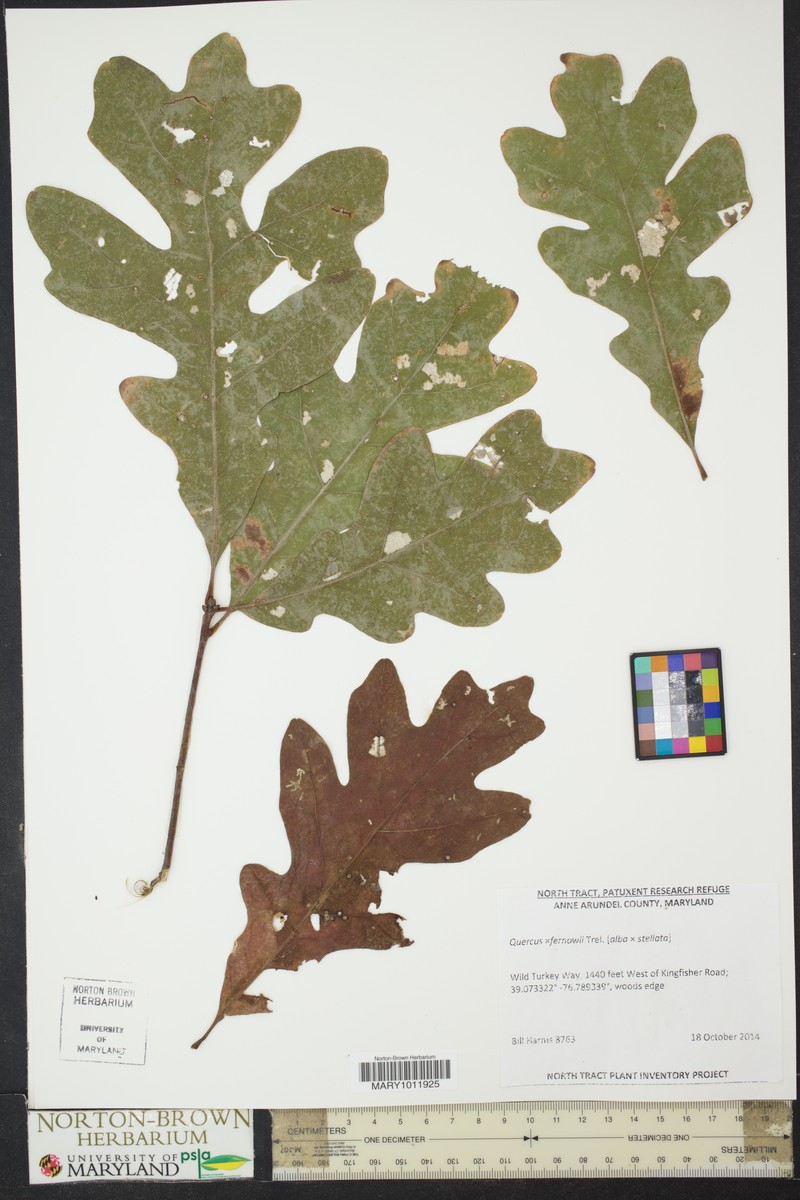 Fernow Oak photo 5