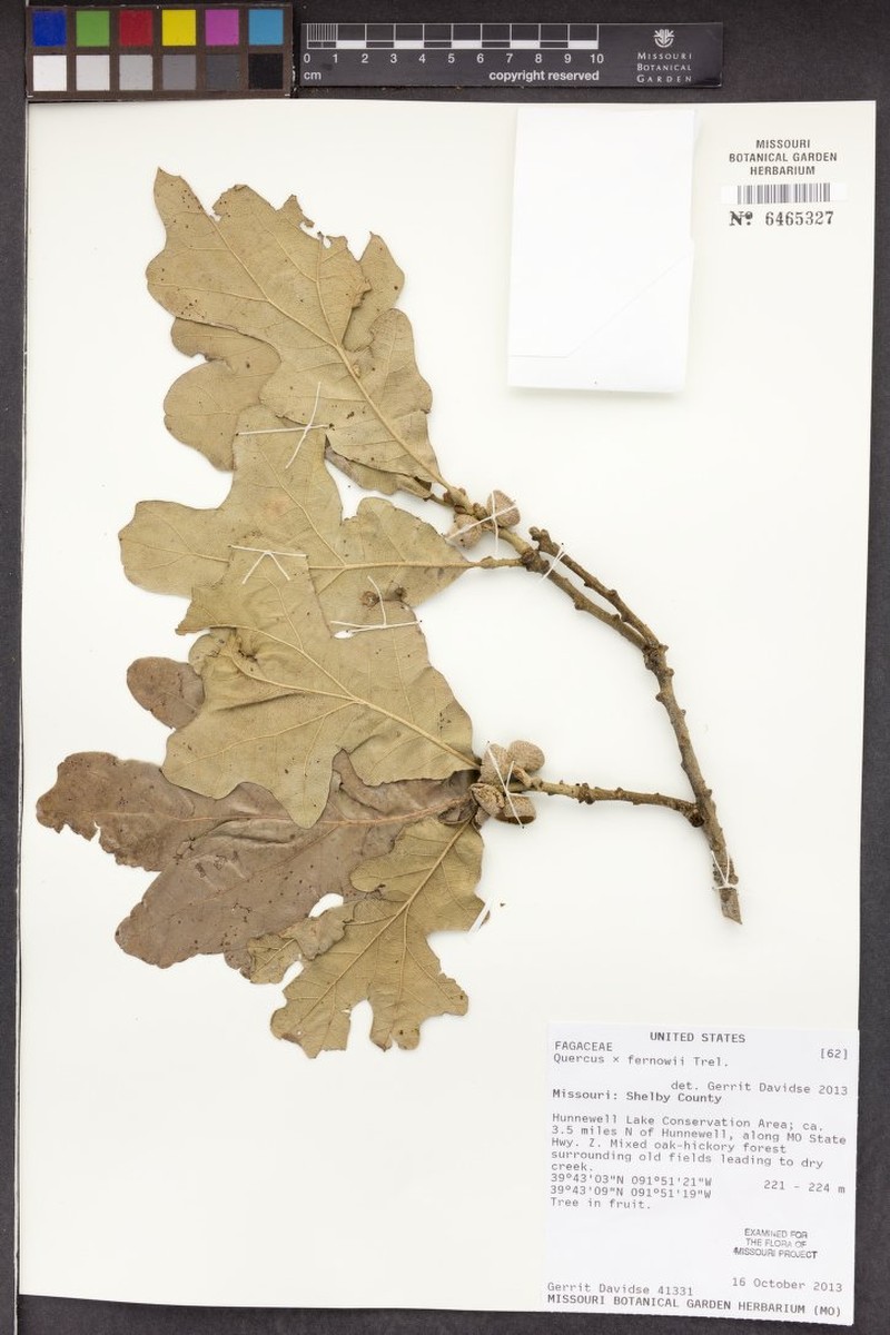 Fernow Oak photo 6