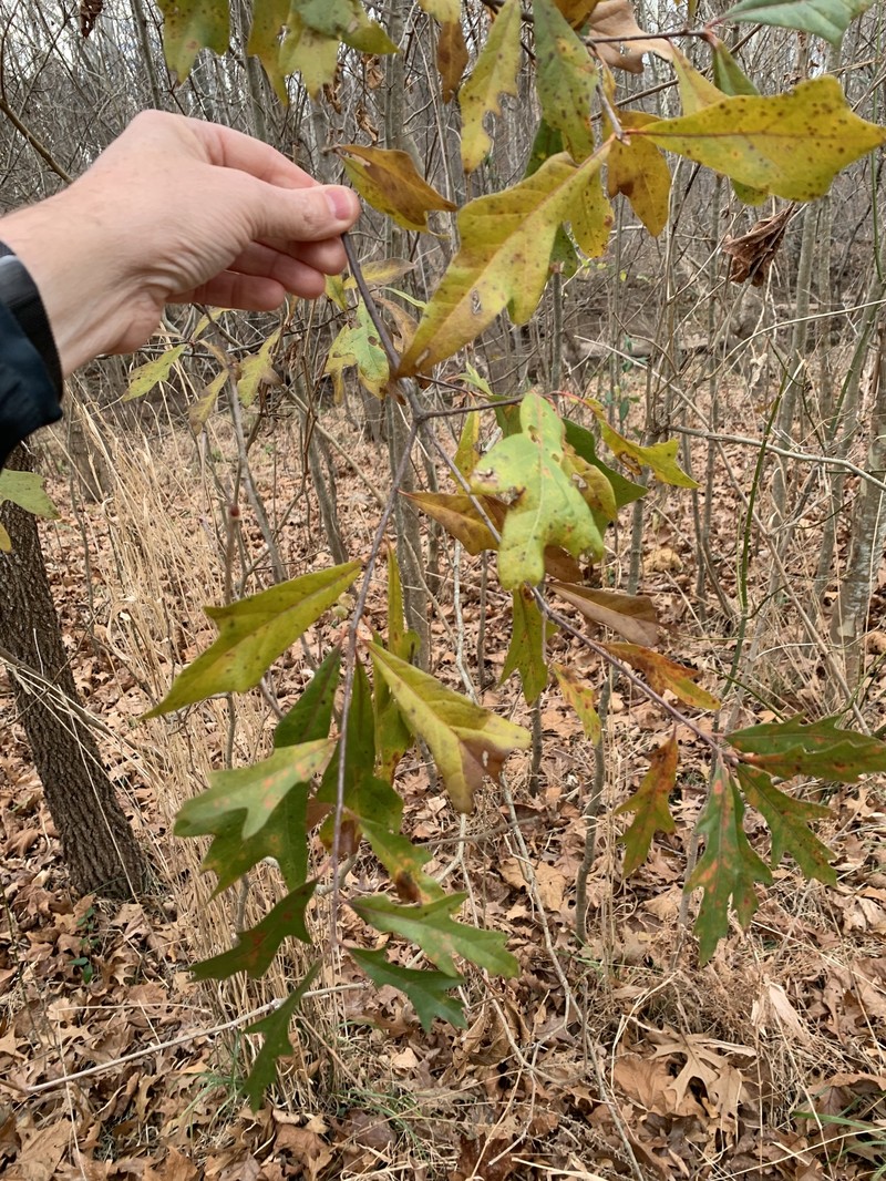 hybrid oak
