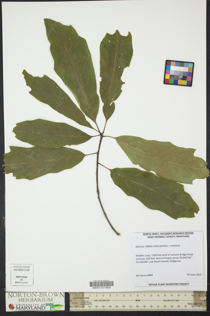 hybrid oak photo 3