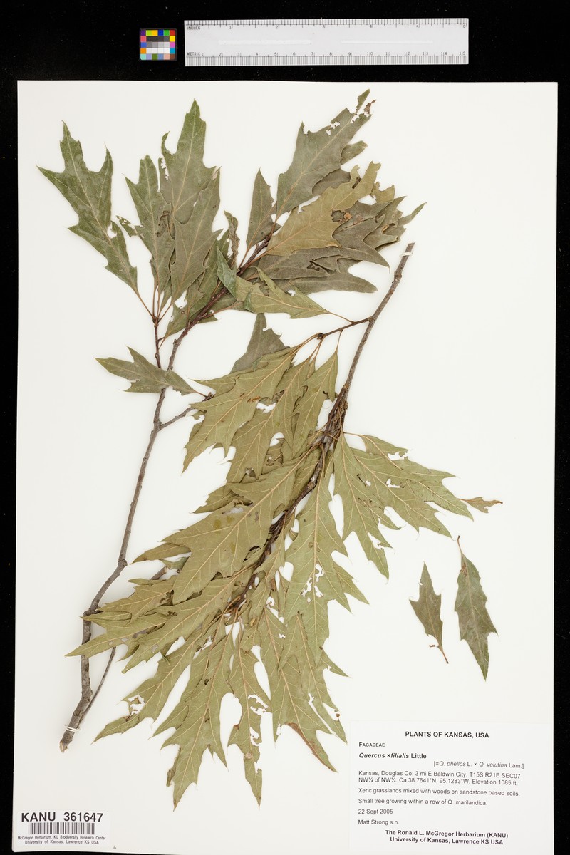 hybrid oak photo 4