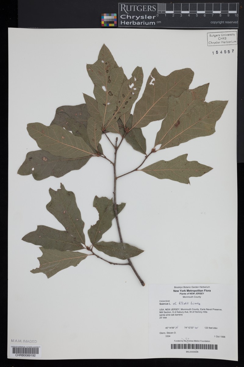 hybrid oak photo 6