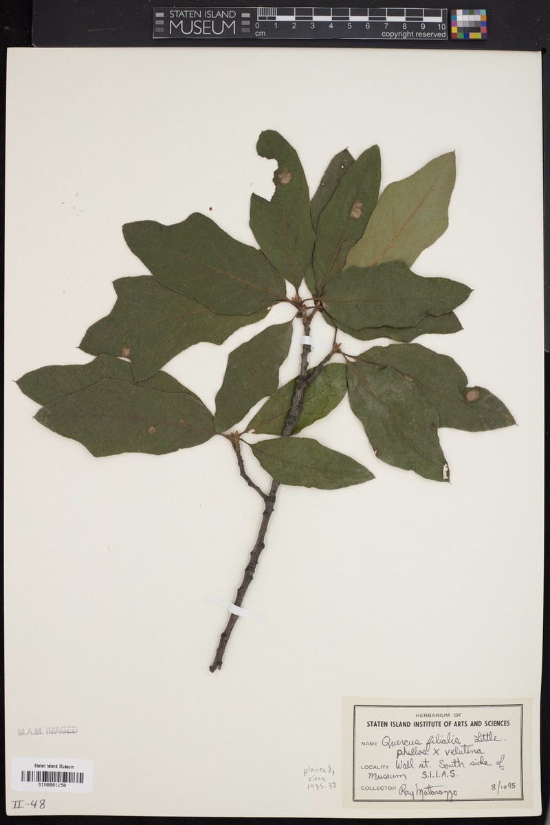 hybrid oak photo 7