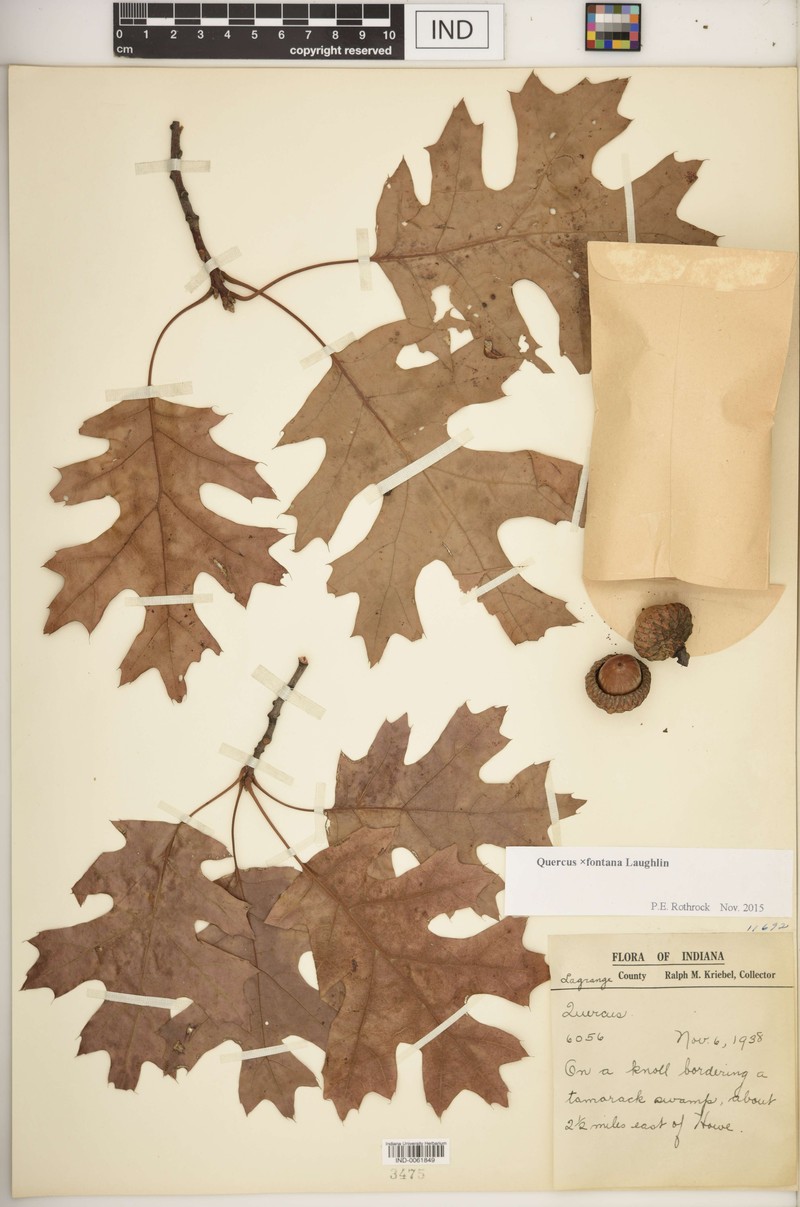 hybrid oak