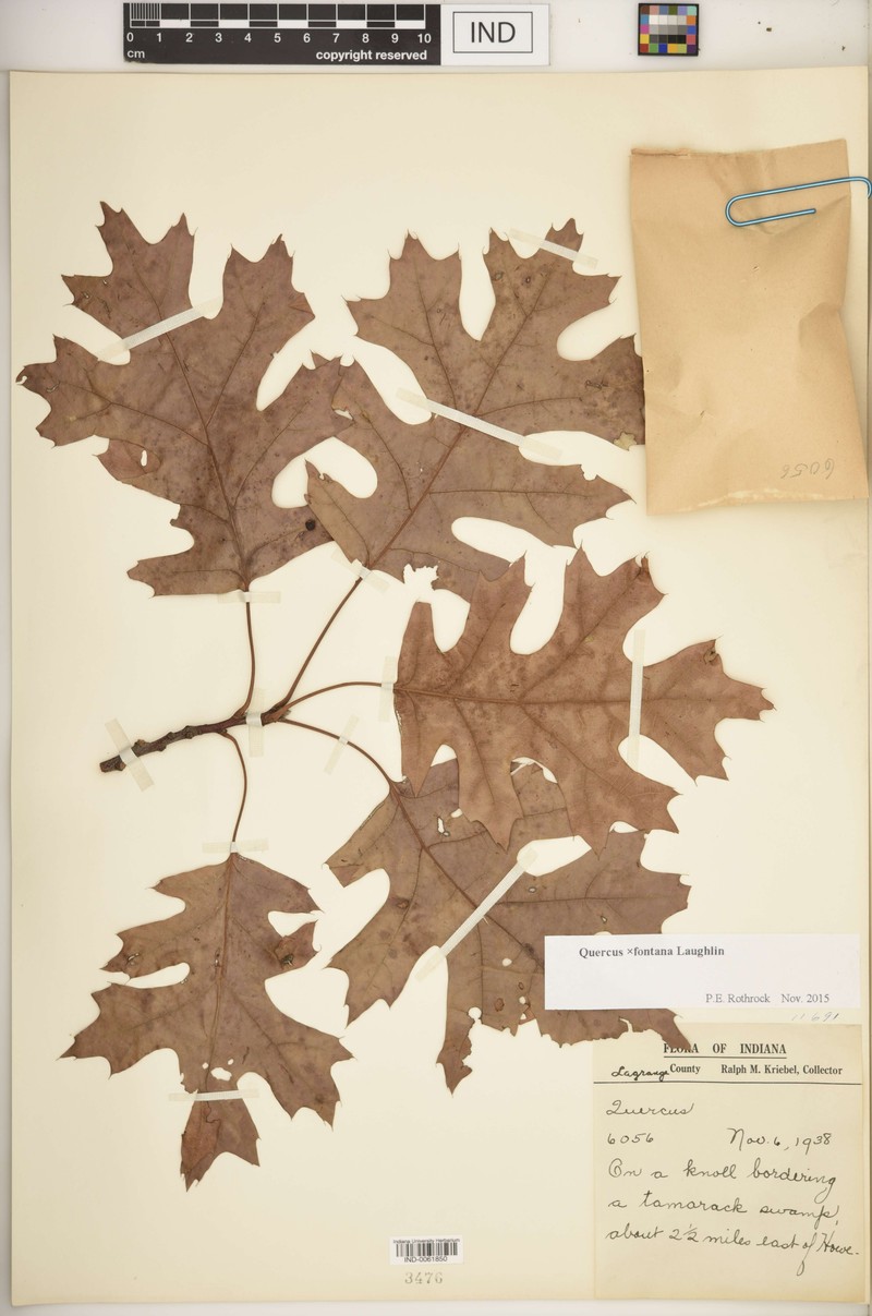 hybrid oak photo 2
