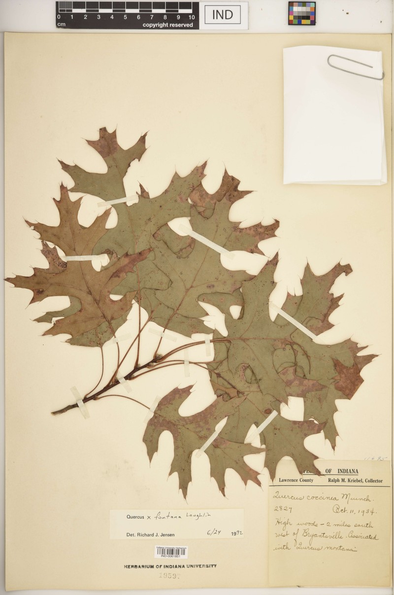 hybrid oak photo 3