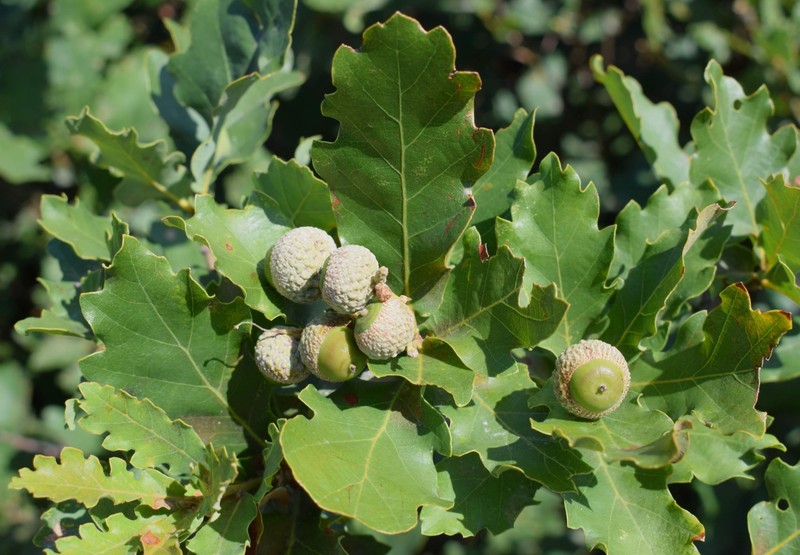Quercus × gallaecica