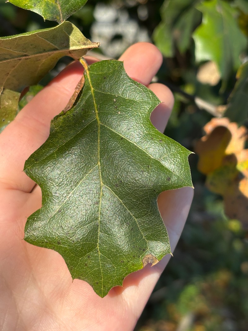 hybrid oak