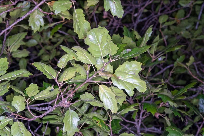 hybrid oak photo 2