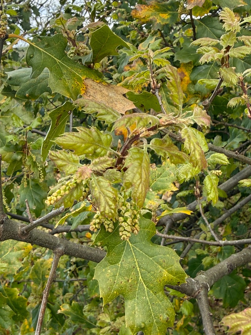 hybrid oak photo 3