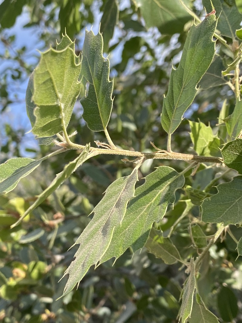 hybrid oak photo 5