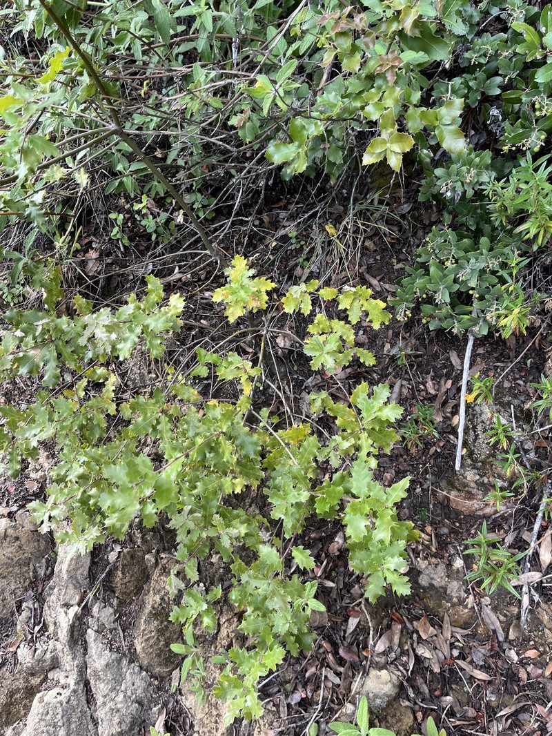 hybrid oak photo 7