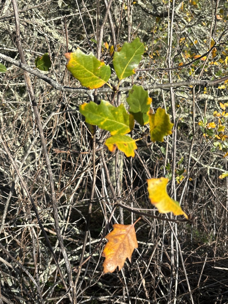 hybrid oak photo 8