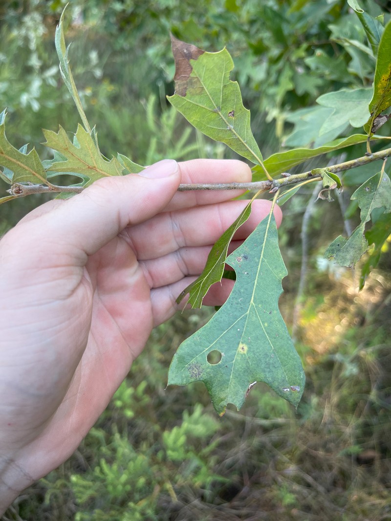 hybrid oak