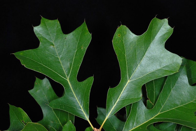 hybrid oak photo 2