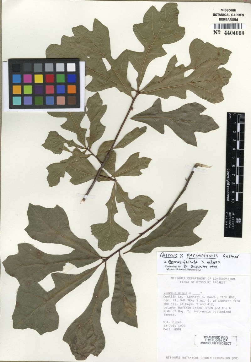 hybrid oak photo 3