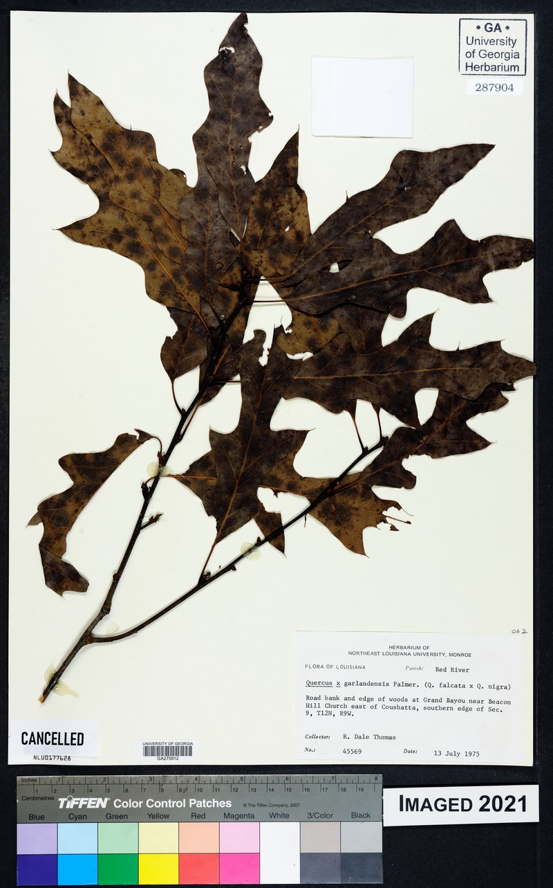 hybrid oak photo 4