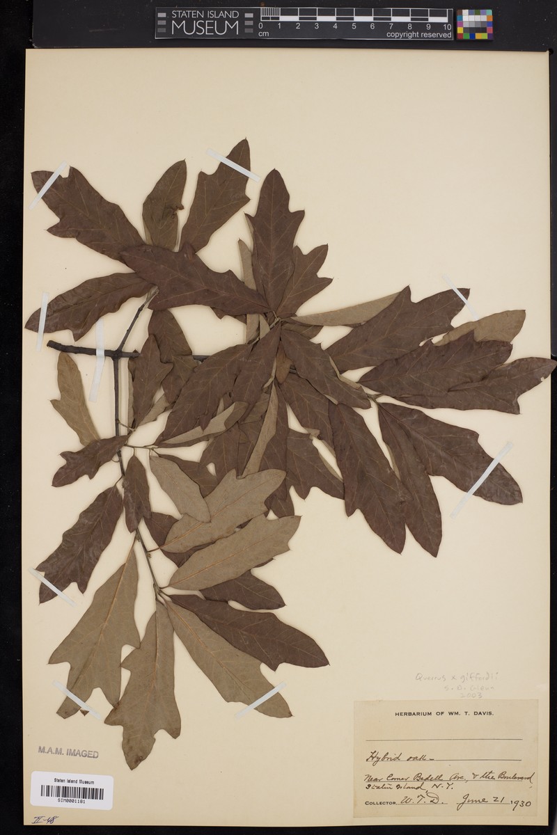 hybrid oak