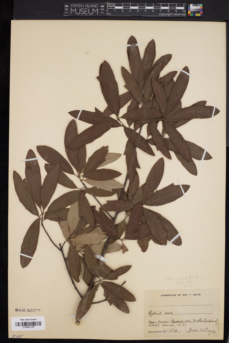 hybrid oak photo 2