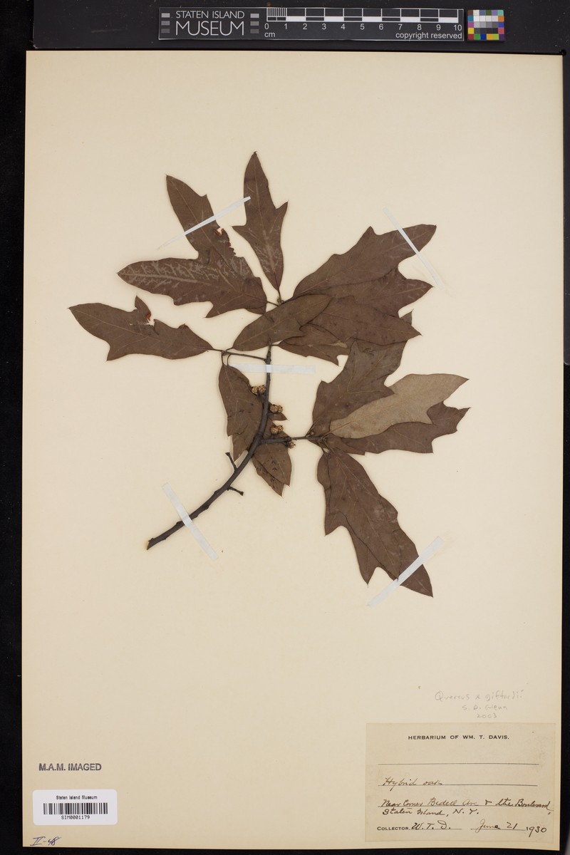 hybrid oak photo 3
