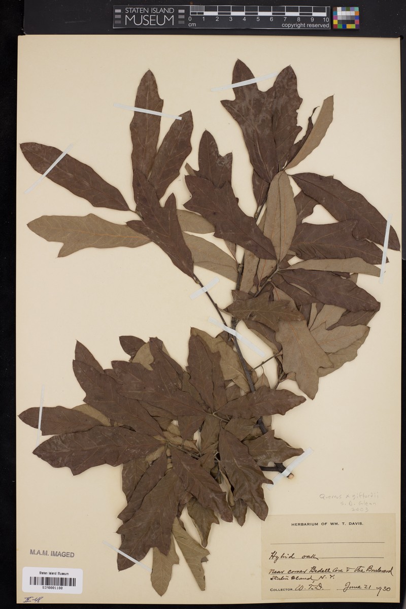 hybrid oak photo 4
